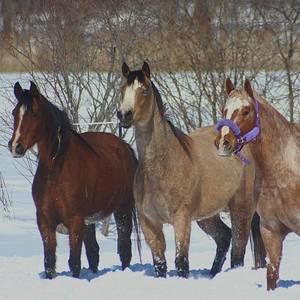 Meet your Posher, Rose